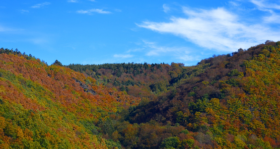 Panoramablick über den Wald in der Eifel